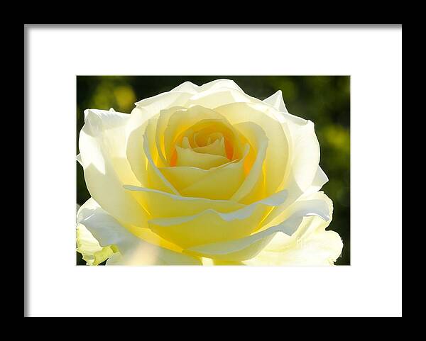 Rose Framed Print featuring the photograph Mellow Yellow Rose by Sabrina L Ryan