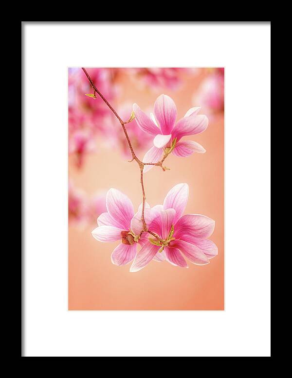 Flowers Framed Print featuring the photograph Melodies Of Spring by Philippe Sainte-Laudy