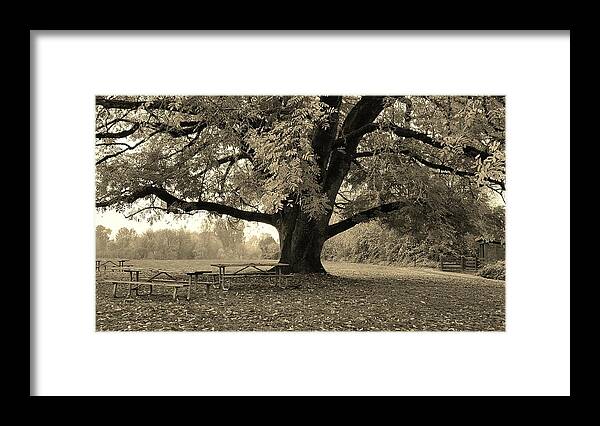 Sepia Framed Print featuring the photograph Memory Tree by Bonnie Bruno