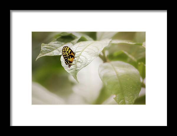 Colombia Framed Print featuring the photograph Menapis Longwing Butterfly Jardin Botanico del Quindio Colombia by Adam Rainoff