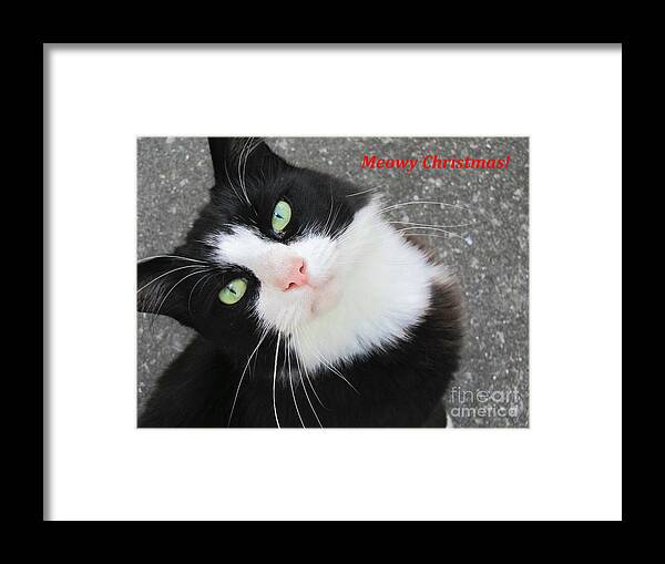 Cat Framed Print featuring the photograph Meowy Christmas by Pamela Iris Harden