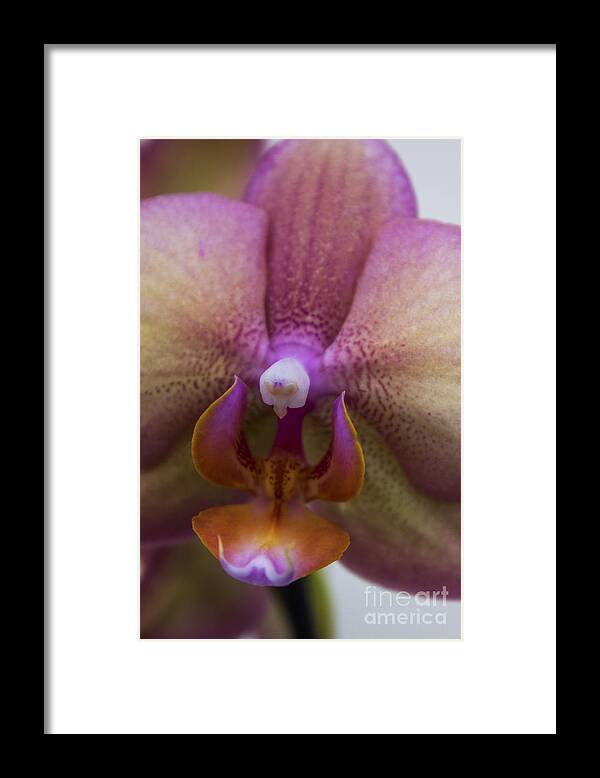 Iris Framed Print featuring the photograph Messenger of Love by Ian Mitchell