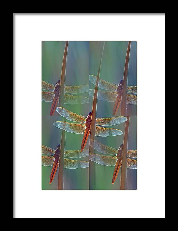 Mexican Framed Print featuring the photograph Mexican Amberwing 0126-050918-3-photo art by Tam Ryan