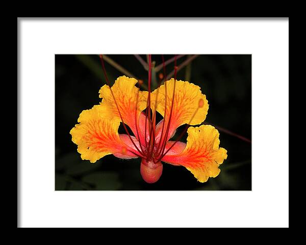 Macro Framed Print featuring the photograph Mexican Bird of Paradise by Jim Painter