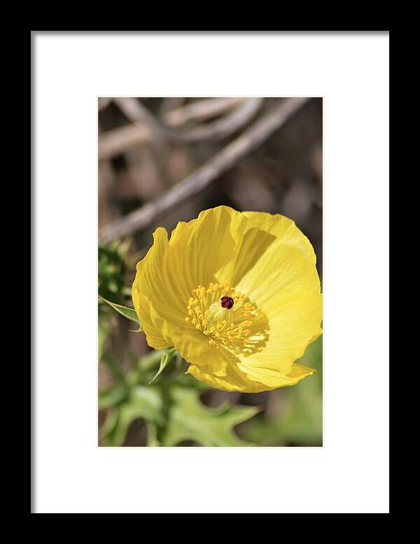 Mexican Poppy Light Framed Print featuring the photograph Mexican Poppy Light by Warren Thompson