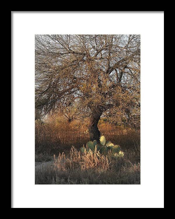Tree Framed Print featuring the photograph Mexico..desert tree by Al Swasey