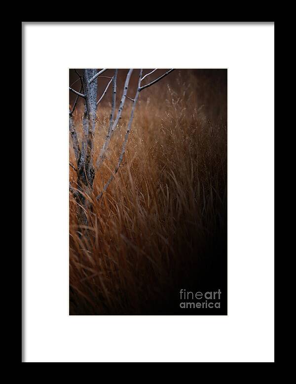 Tree Framed Print featuring the photograph Michigan by Linda Shafer