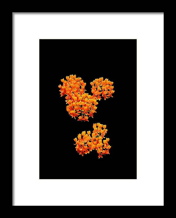 Design Flowers Framed Print featuring the photograph Mickey Flowers by Eric Liller