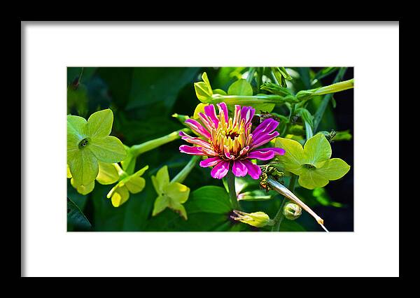 Zinnia Framed Print featuring the photograph Mid September Garden Zinnia and Nicotiana by Janis Senungetuk