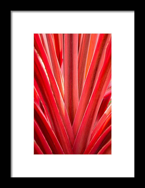 Plants Framed Print featuring the photograph Middle Man by Derek Dean