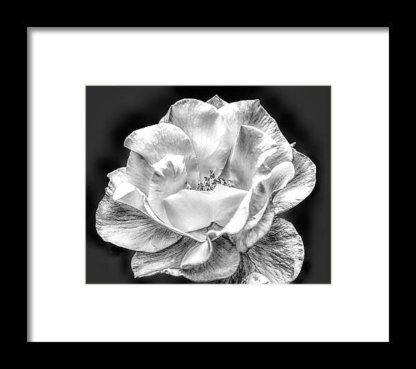 Rose Framed Print featuring the photograph Midnight Rose by Michael Hope