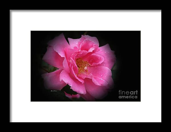 Rose Framed Print featuring the photograph Midnight Rose by Yumi Johnson