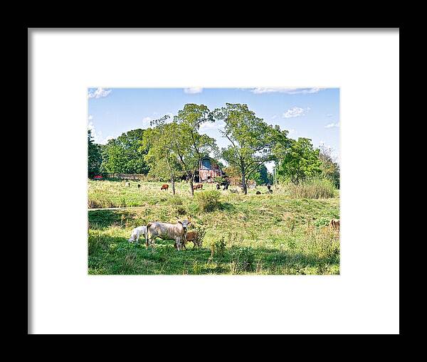 Cows Framed Print featuring the photograph Midwest Cattle Ranch by Scott Hansen