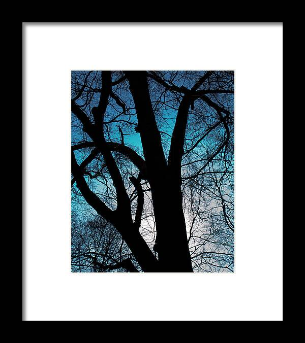 Blue Framed Print featuring the photograph Might Oak 16x20 by Leah Palmer