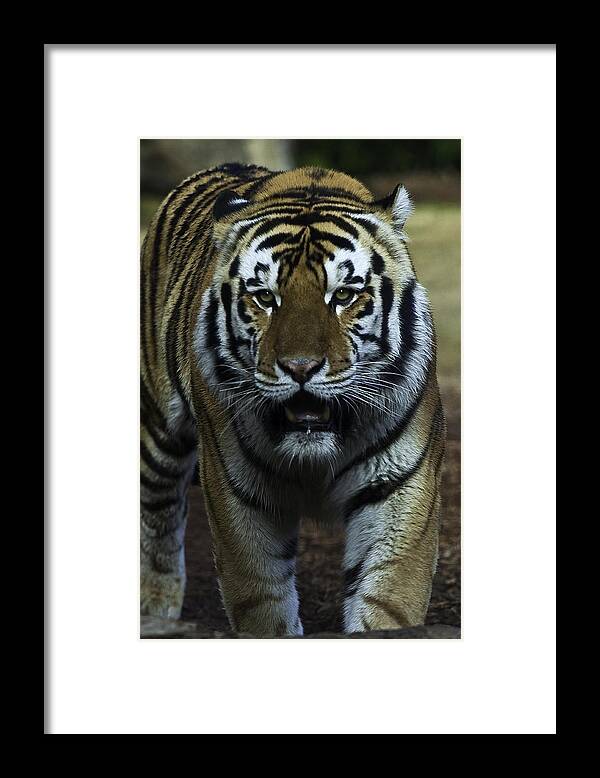 Mike Vi Framed Print featuring the photograph Mike by David Keith