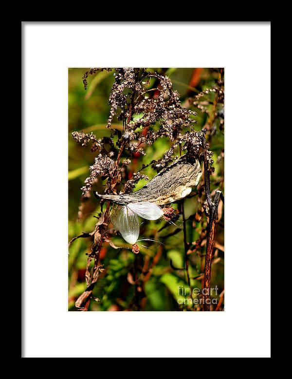 Plant Framed Print featuring the photograph Milk Weed Seed Pod #6 by Marle Nopardi