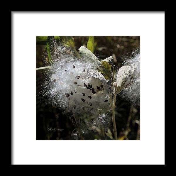 Milkweed Framed Print featuring the photograph Milkweed Seeds Emerging by Kae Cheatham