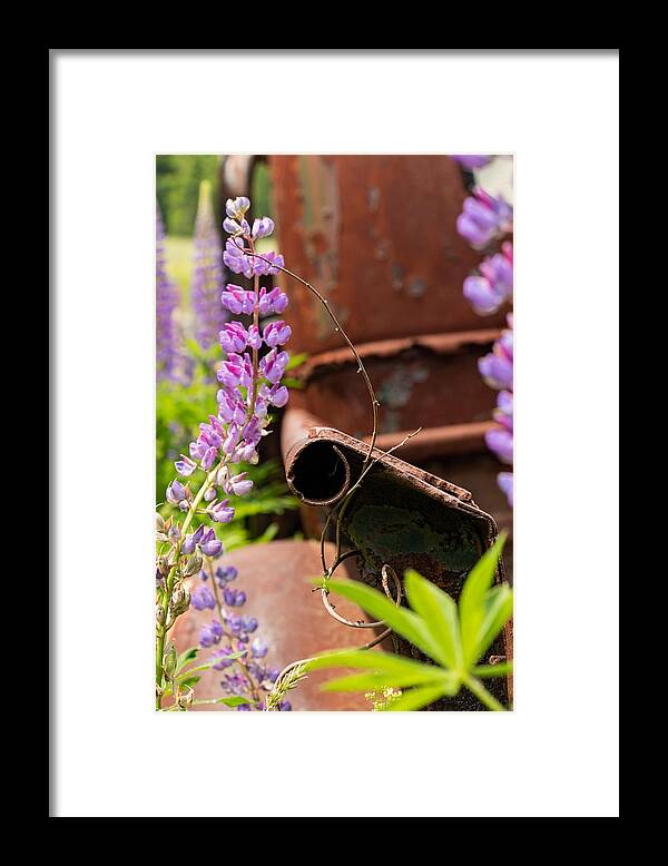 Maine Framed Print featuring the photograph Mimicry by Holly Ross