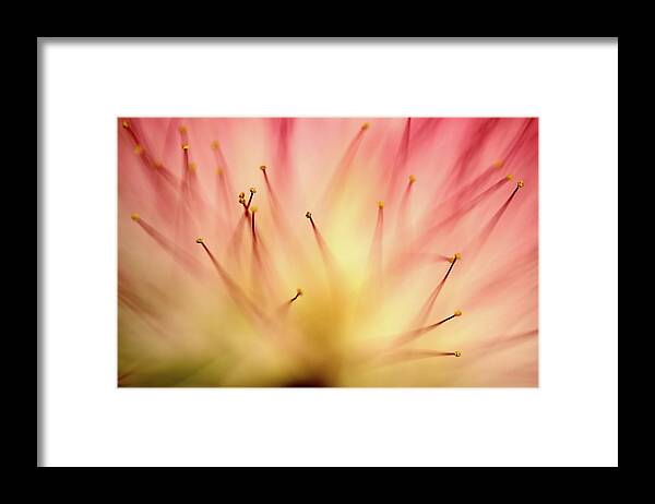 Mimosa Framed Print featuring the photograph Mimosa 4 by Mike Eingle