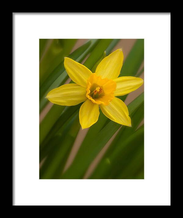 Blossom Framed Print featuring the photograph Mini Daff by Andreas Freund