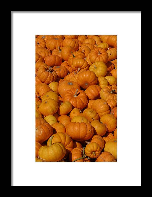 Orange Framed Print featuring the photograph Mini Pumpkins by Jeff Floyd