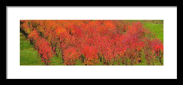 Mini Framed Print featuring the photograph Mini Vineyard 6396 by Jerry Sodorff