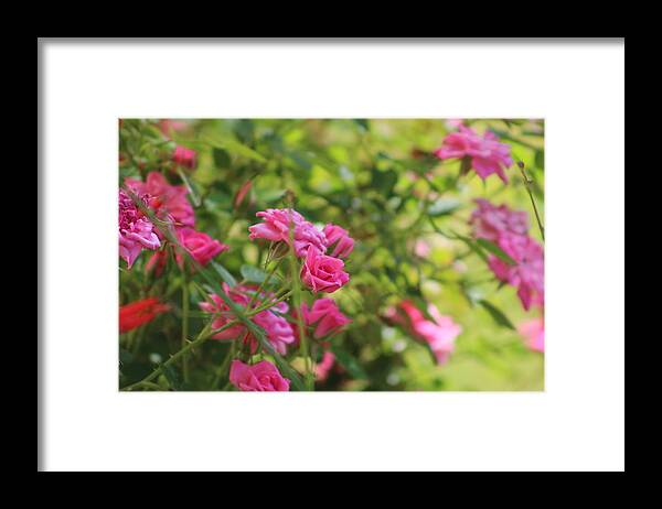Miniature Rose Framed Print featuring the photograph Miniature Fuchsia Roses by Colleen Cornelius