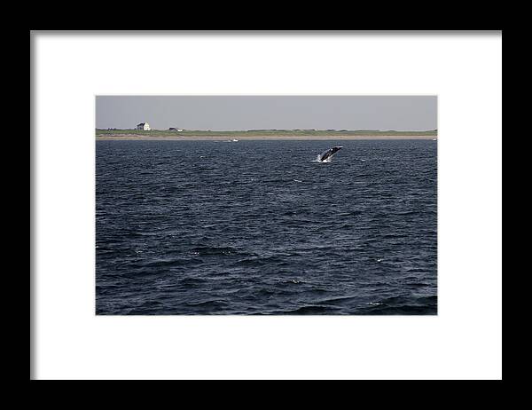 Cape Cod Framed Print featuring the photograph Minke Whale Breaching by Thomas Sweeney