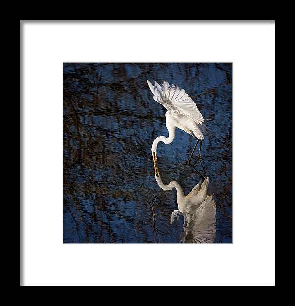 Great Egret Framed Print featuring the photograph Mirror Mirror by Eilish Palmer