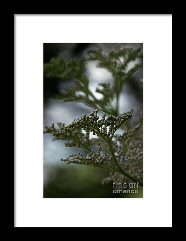 Abstract Framed Print featuring the photograph Mirrored by Linda Shafer