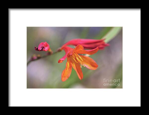 Flower Framed Print featuring the photograph Misplaced Beauty by Linda Lees