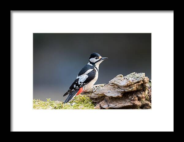 Miss Woodpecker Framed Print featuring the photograph Miss Woodpecker by Torbjorn Swenelius