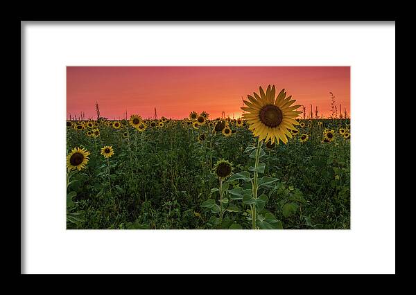 Sunset Framed Print featuring the photograph Missouri Sunset by Holly Ross