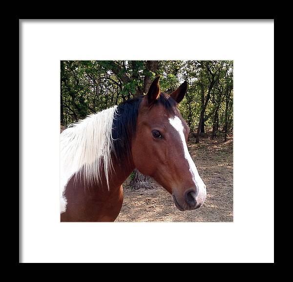 Paint Horse Framed Print featuring the photograph Missy 1 by Cindy New