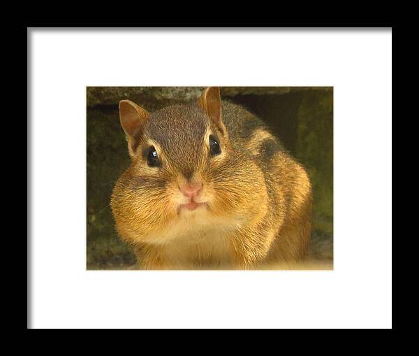 Chipmunks Framed Print featuring the photograph Mister Chubby Cheeks by Lori Frisch