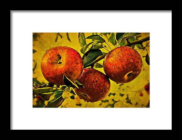 Apple Framed Print featuring the photograph Mister's Apples by Anna Louise