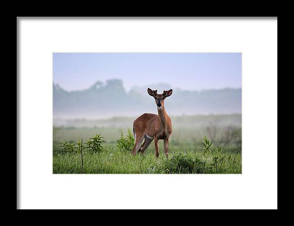 Deer Framed Print featuring the photograph Misty Buck by Bonfire Photography