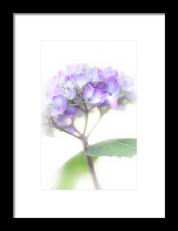 Hydrangea Framed Print featuring the photograph Misty Hydrangea Flower by Jennie Marie Schell