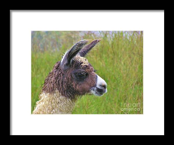 Llama Framed Print featuring the photograph Misty Macchu Picchu Llama by Michele Penner