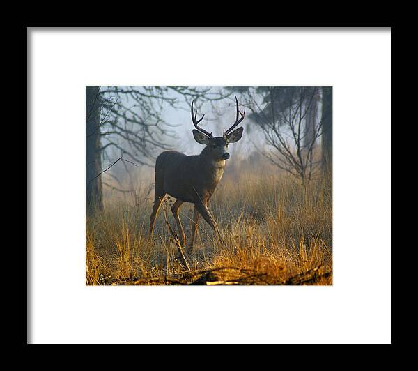 Deer Framed Print featuring the photograph Misty Morning Buck by Ben Upham III
