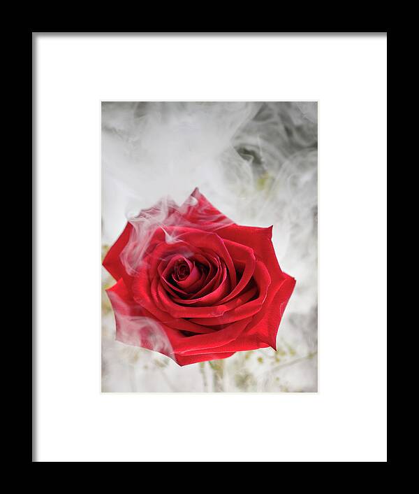 Beautiful Framed Print featuring the photograph Misty Rose by Jim DeLillo