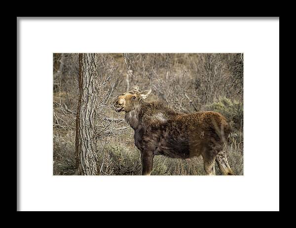 Moose Framed Print featuring the photograph Mmm mmm Good by Belinda Greb
