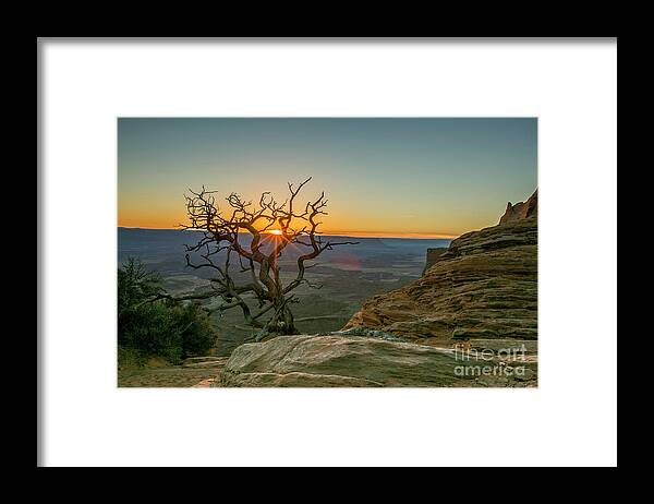 Tree Framed Print featuring the photograph Moab Tree by Kristal Kraft