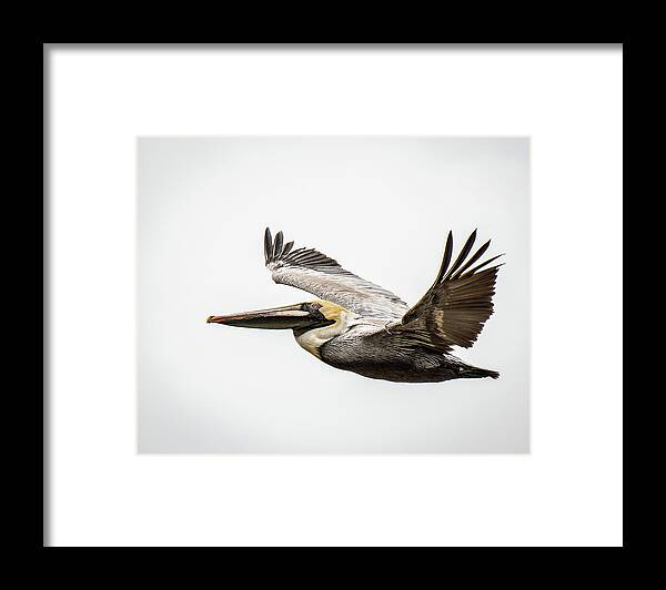 Pelican Alabama Bird Birds Nature Mobile Bay Wildlife Water Fish Markpeavyphotography Mark Peavy Framed Print featuring the photograph Mobile Bay Pelican by Mark Peavy