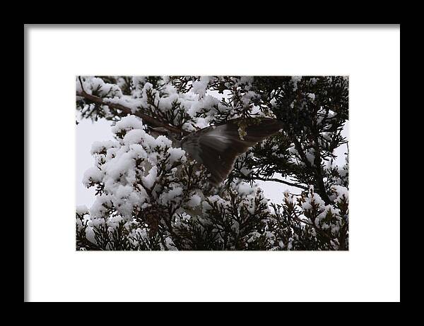 Wildlife Framed Print featuring the photograph Mocking Bird Greeting by Daniel Childs