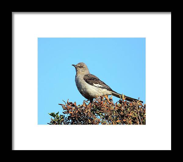 Bird Framed Print featuring the photograph Mockingbird . 7682 by Wingsdomain Art and Photography