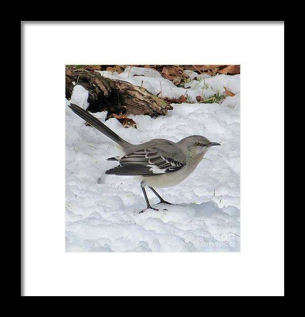 Mockingbird Framed Print featuring the photograph Mockingbird in the Snow by CAC Graphics