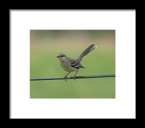 Jan Framed Print featuring the photograph Mockingbird by Holden The Moment