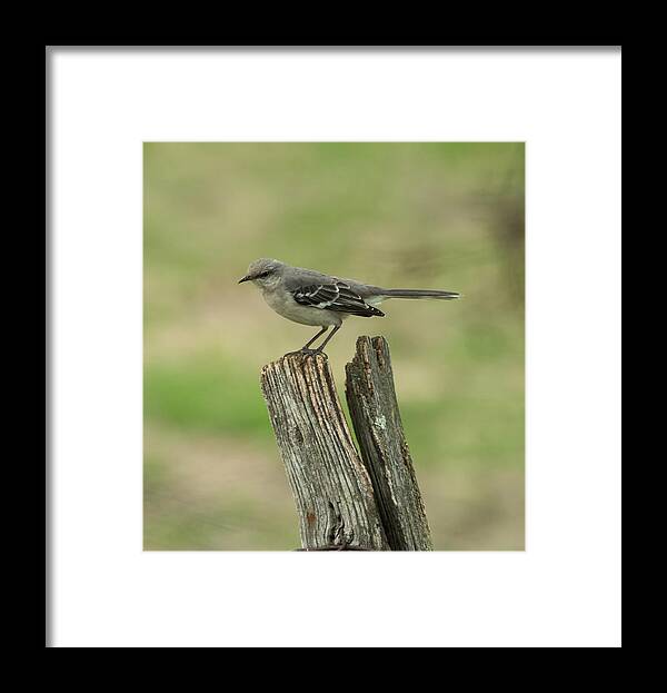 Jan Holden Framed Print featuring the photograph Perched on an Old Fence by Holden The Moment