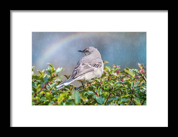 Mockingbird Framed Print featuring the photograph Mockingbird Rainbow by Cathy Kovarik